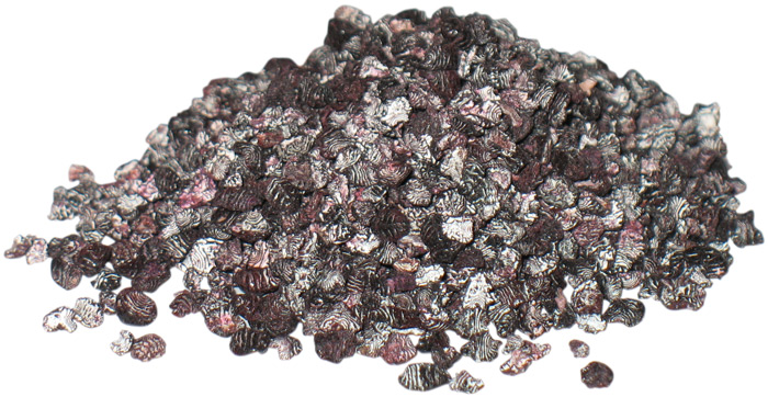 Whole Cochineal Insects - Botanical Colors