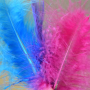 Feather Dyeing with Acid Dyes